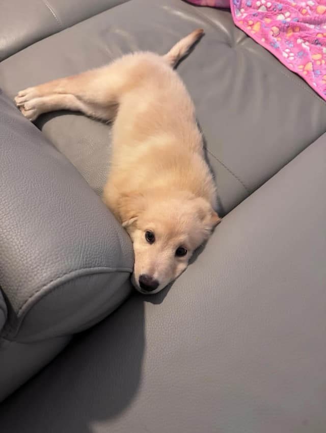 Cane 3