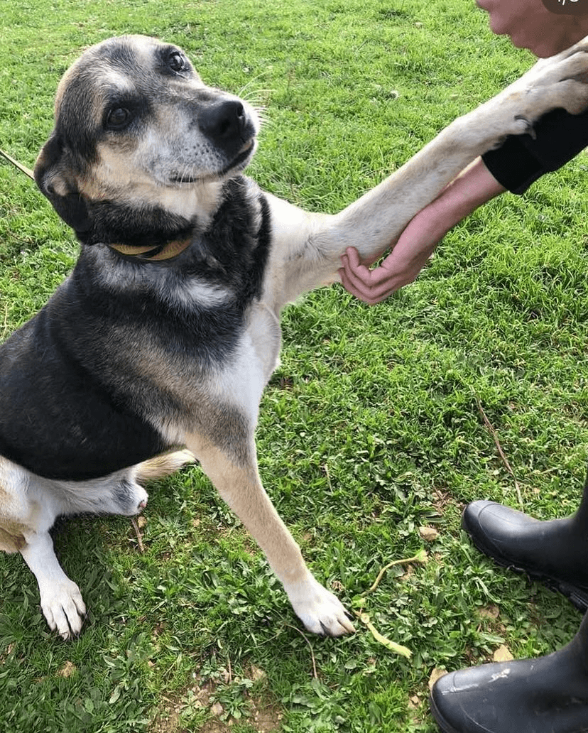 Cane del nostro rifugio